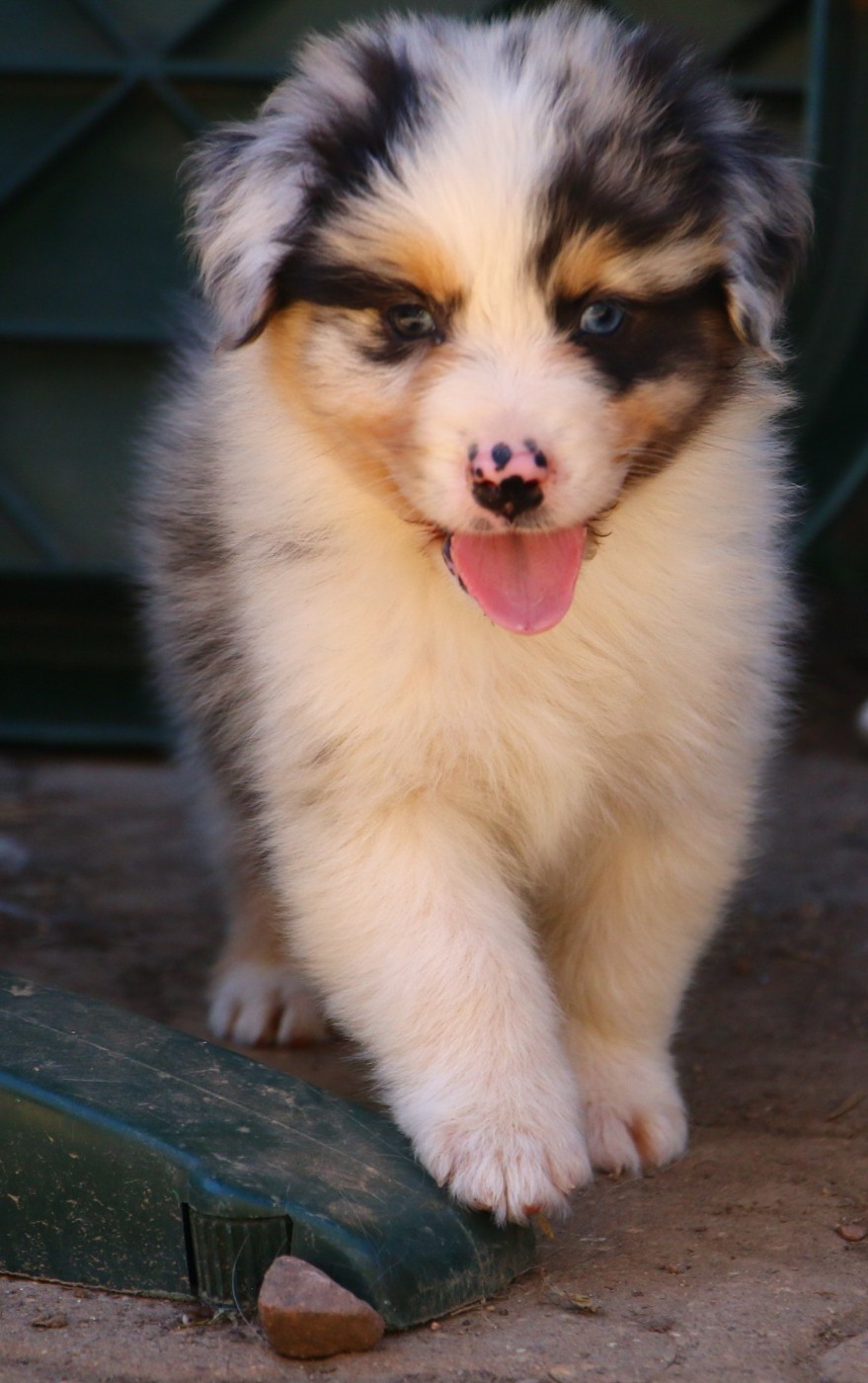 du temple de Palés - Chiots disponibles - Berger Australien