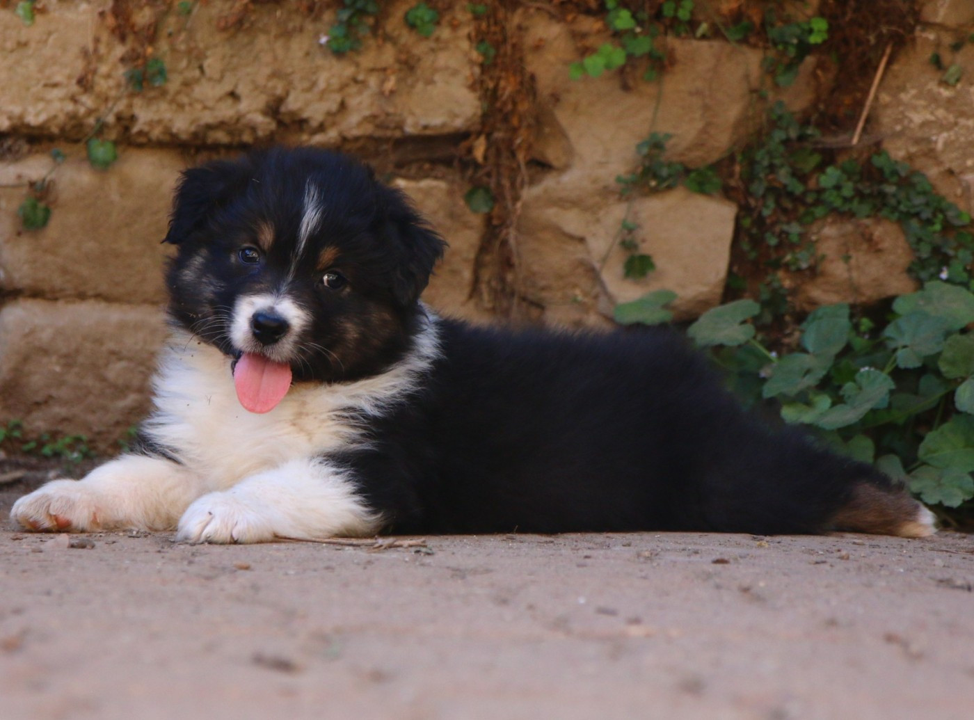 du temple de Palés - Chiots disponibles - Berger Australien