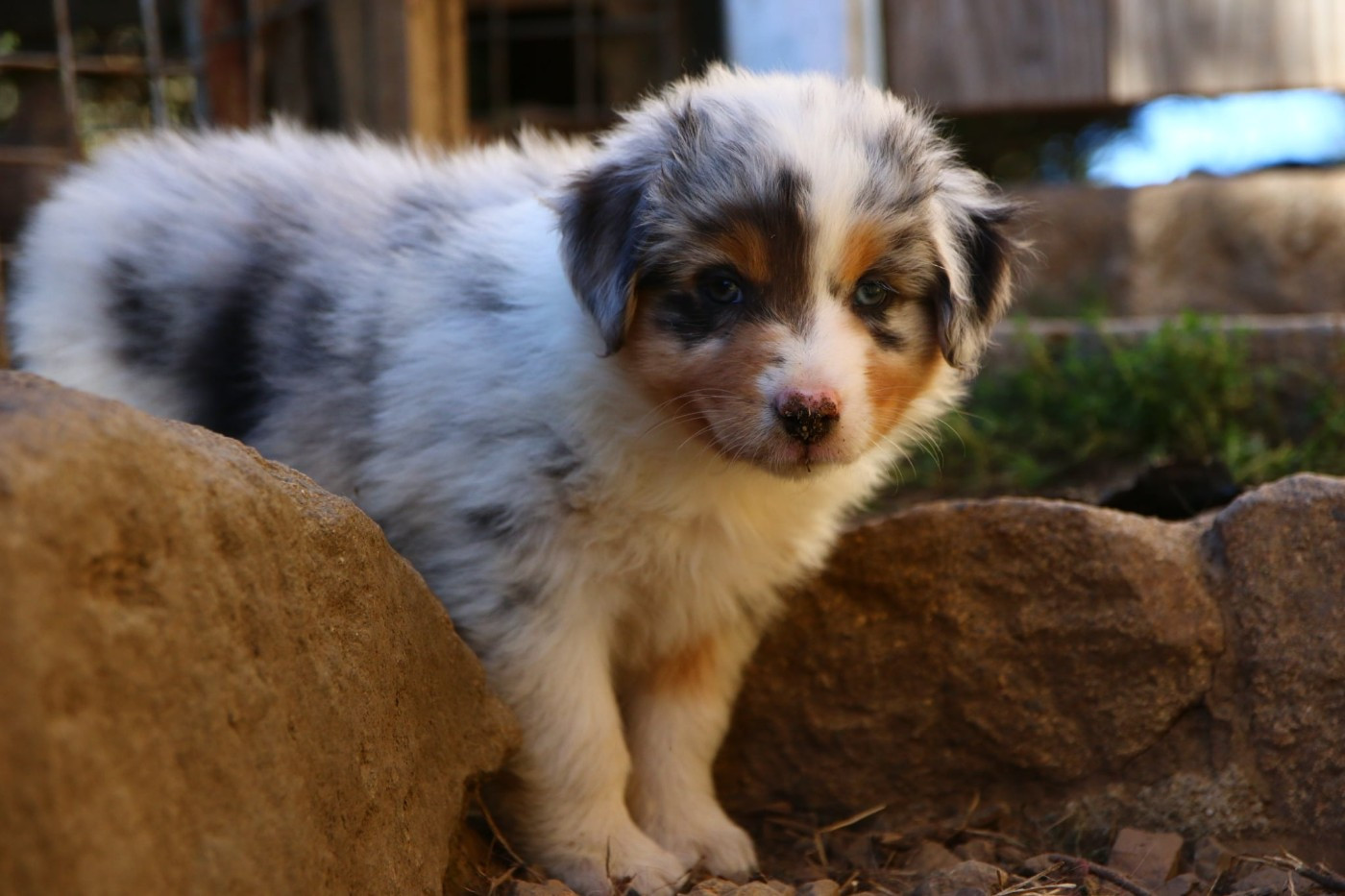 du temple de Palés - Chiots disponibles - Berger Australien