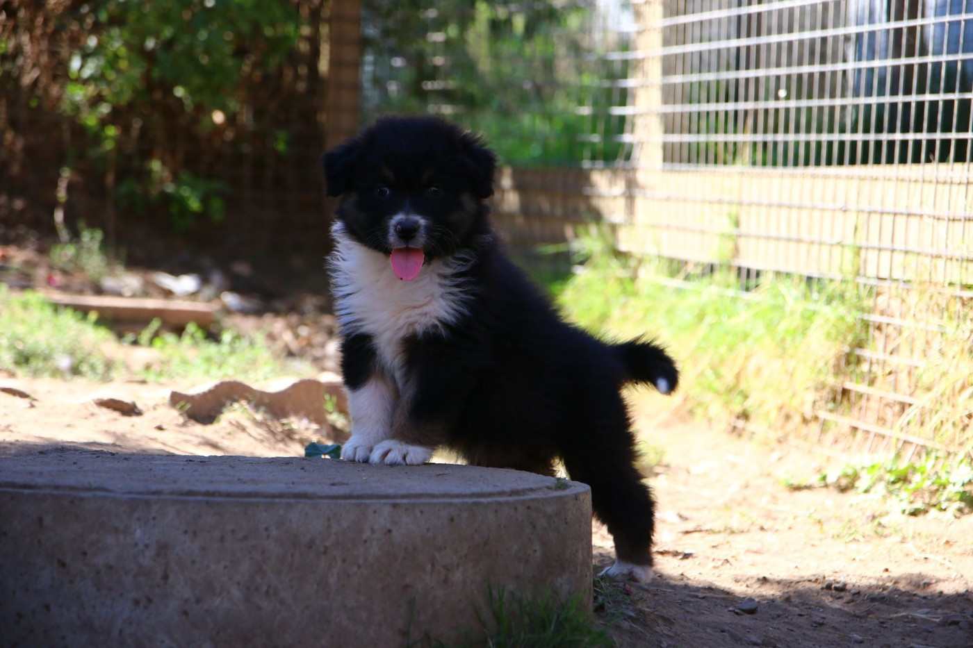 du temple de Palés - Chiots disponibles - Berger Australien