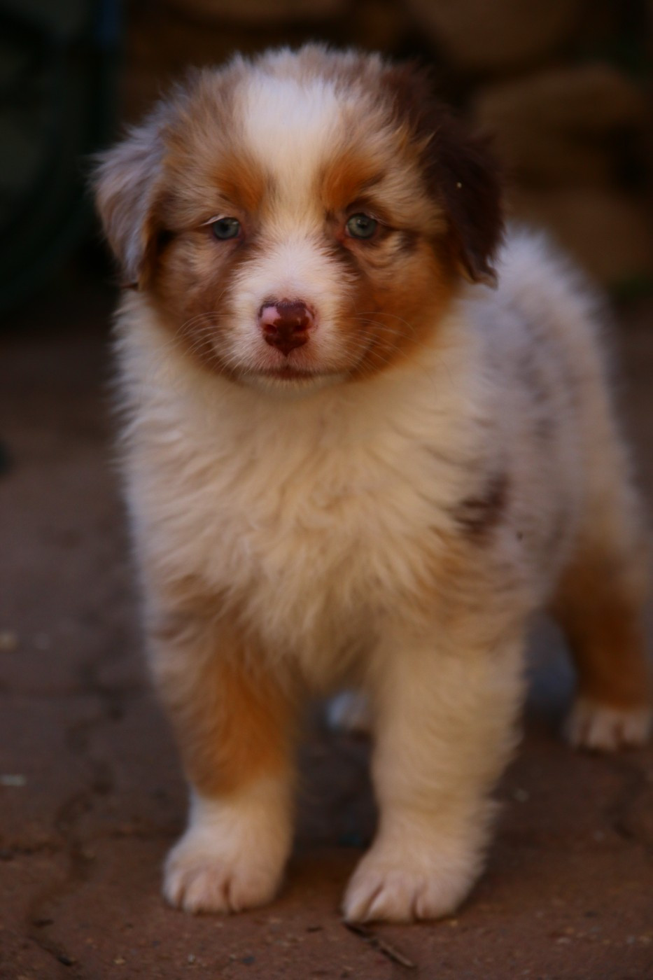 du temple de Palés - Chiots disponibles - Berger Australien