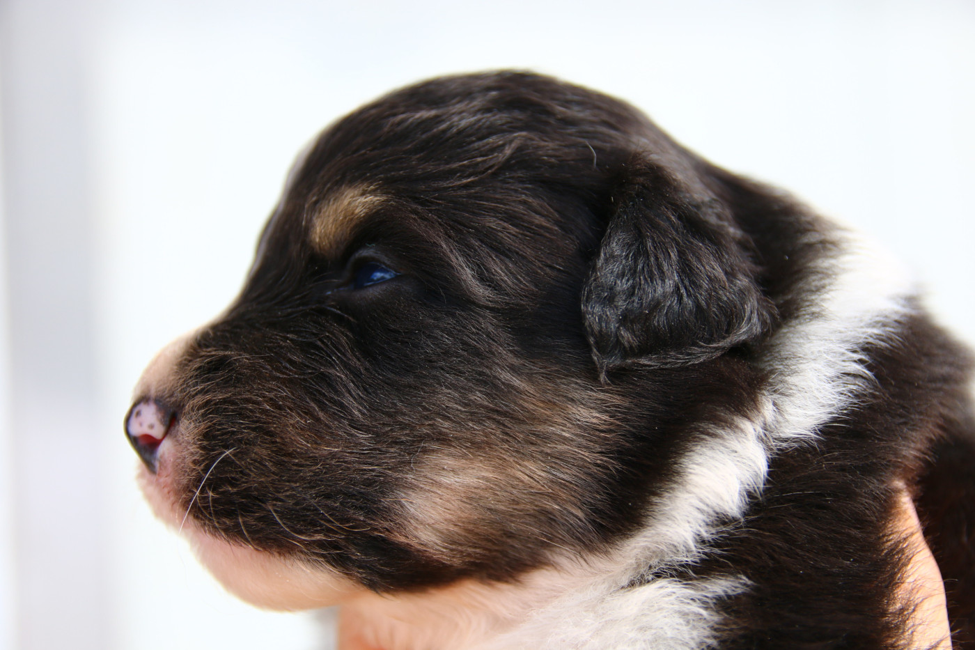 du temple de Palés - Chiots disponibles - Berger Australien