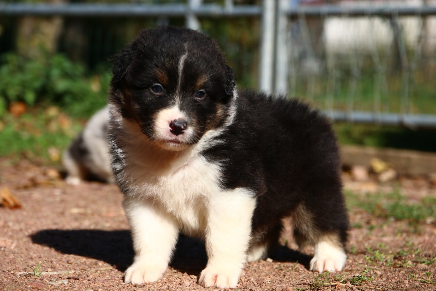 du temple de Palés - Chiots disponibles - Berger Australien