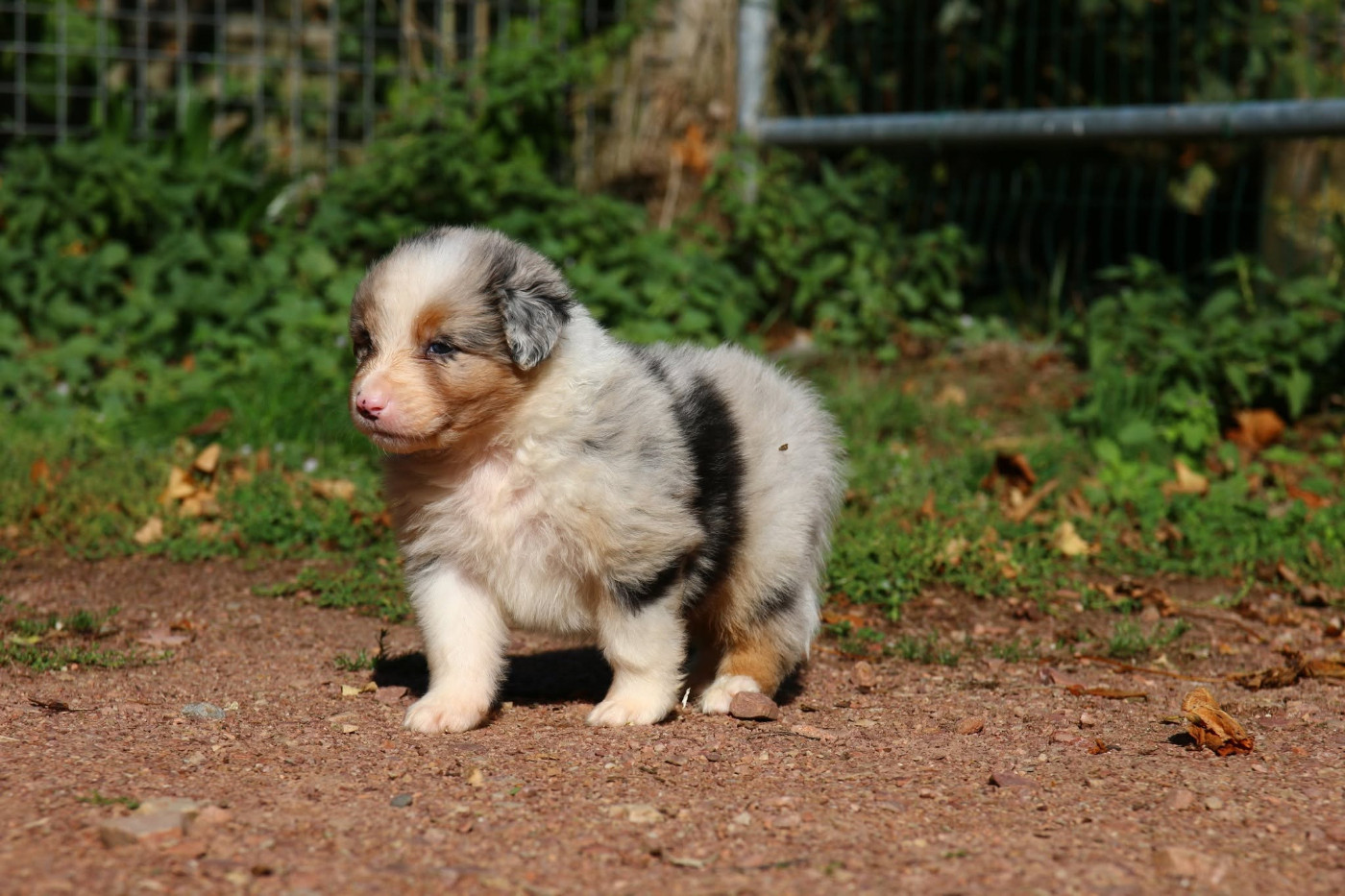 du temple de Palés - Chiots disponibles - Berger Australien