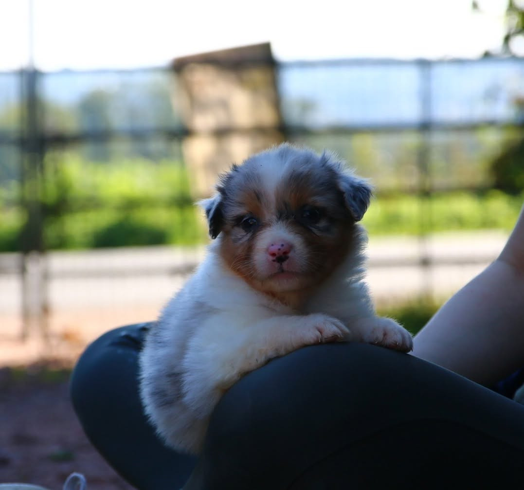 du temple de Palés - Chiots disponibles - Berger Australien
