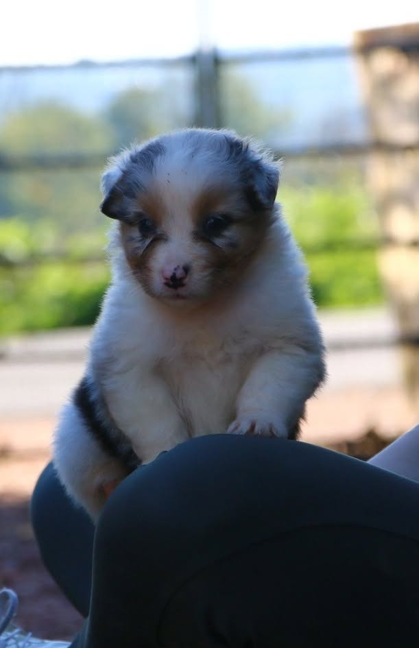 du temple de Palés - Chiots disponibles - Berger Australien