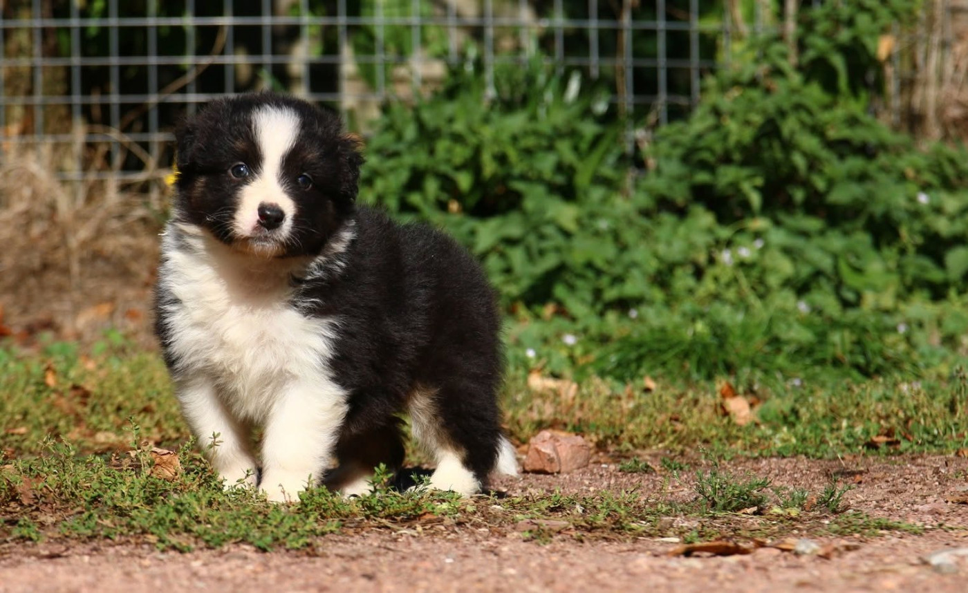 du temple de Palés - Chiots disponibles - Berger Australien