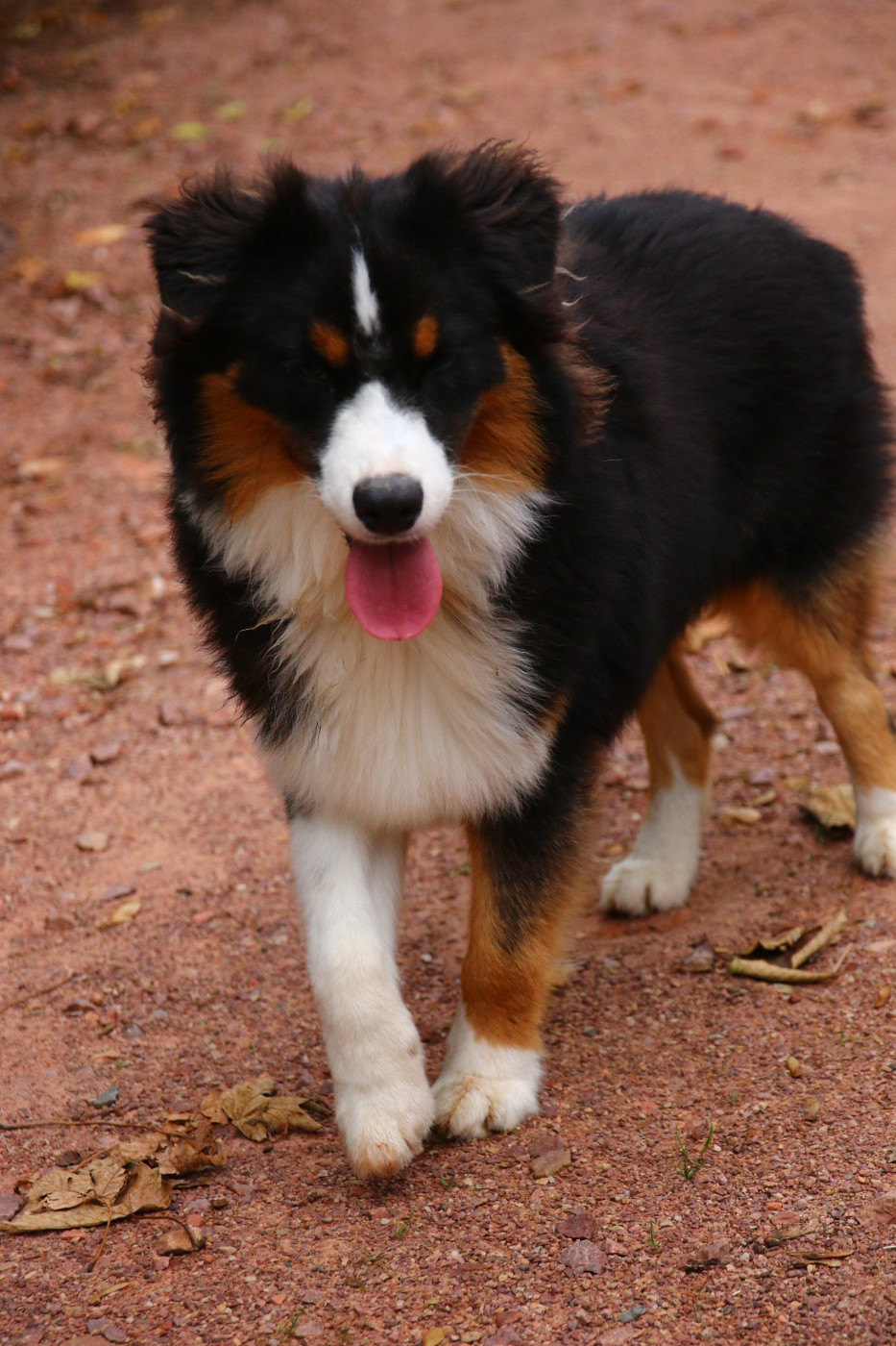 du temple de Palés - Chiots disponibles - Berger Australien