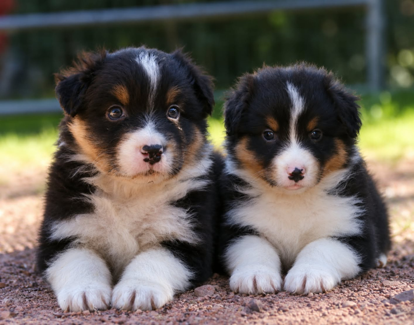du temple de Palés - Chiots disponibles - Berger Australien