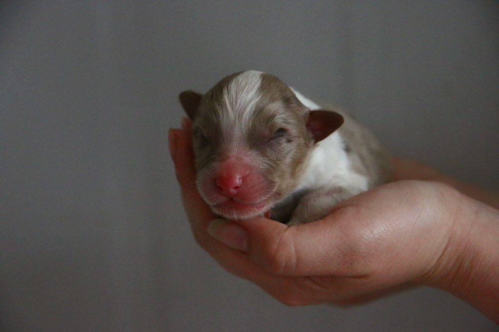 du temple de Palés - Chiots disponibles - Berger Australien