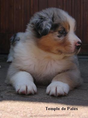 du temple de Palés - Berger Australien - Portée née le 12/06/2008