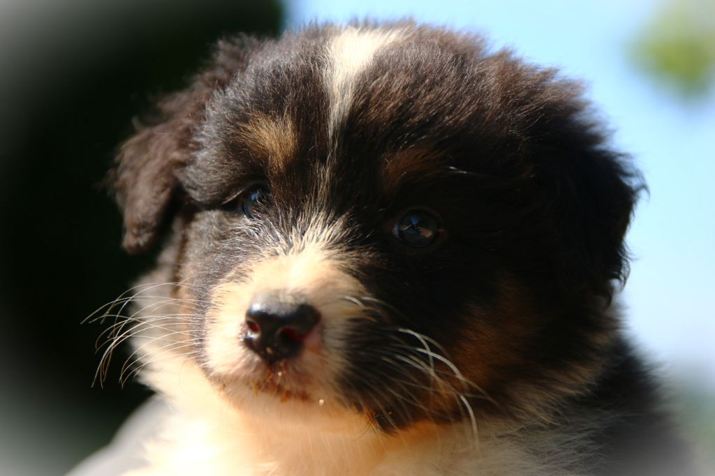 du temple de Palés - Chiots disponibles - Berger Australien