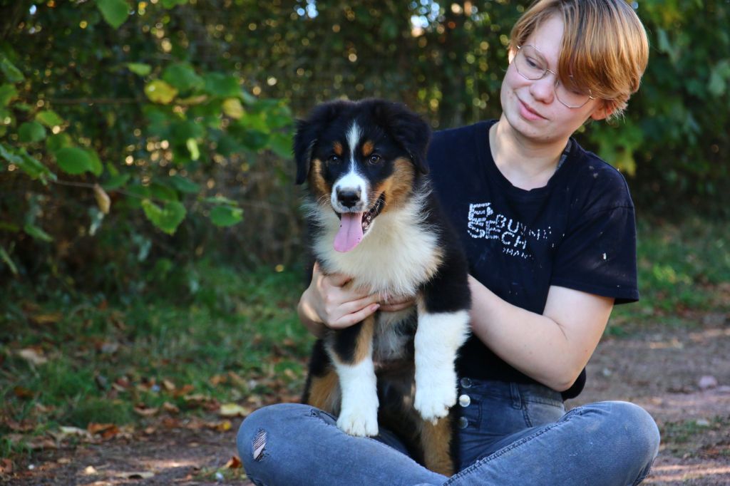 du temple de Palés - Chiots disponibles - Berger Australien