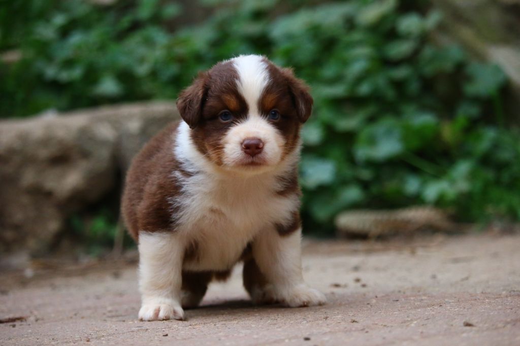 du temple de Palés - Chiots disponibles - Berger Australien