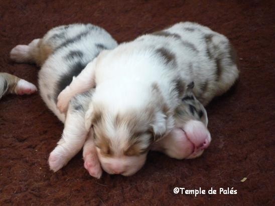 Chiot Berger Australien du temple de Palés