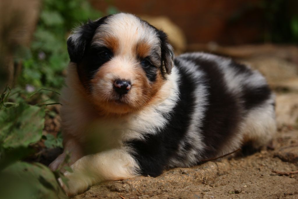 du temple de Palés - Chiots disponibles - Berger Australien