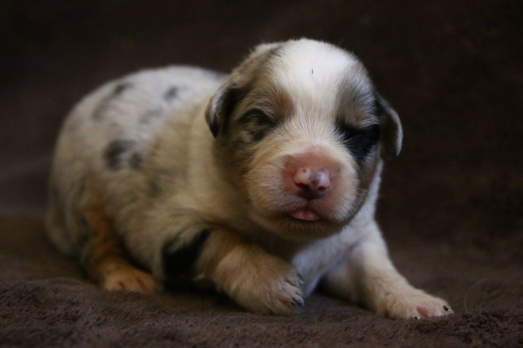 du temple de Palés - Chiots disponibles - Berger Australien