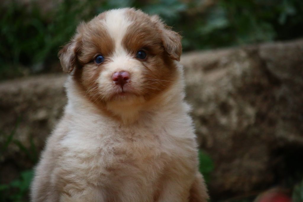 du temple de Palés - Chiots disponibles - Berger Australien