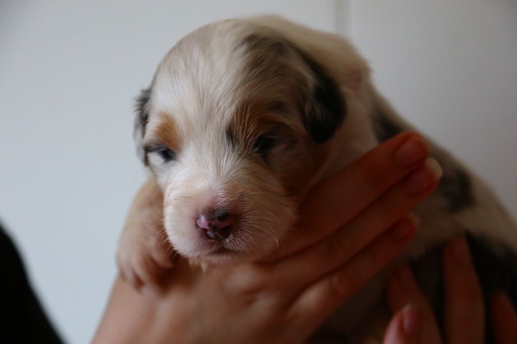 du temple de Palés - Chiots disponibles - Berger Australien