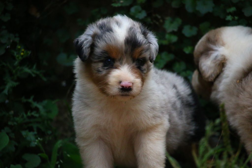 du temple de Palés - Chiots disponibles - Berger Australien