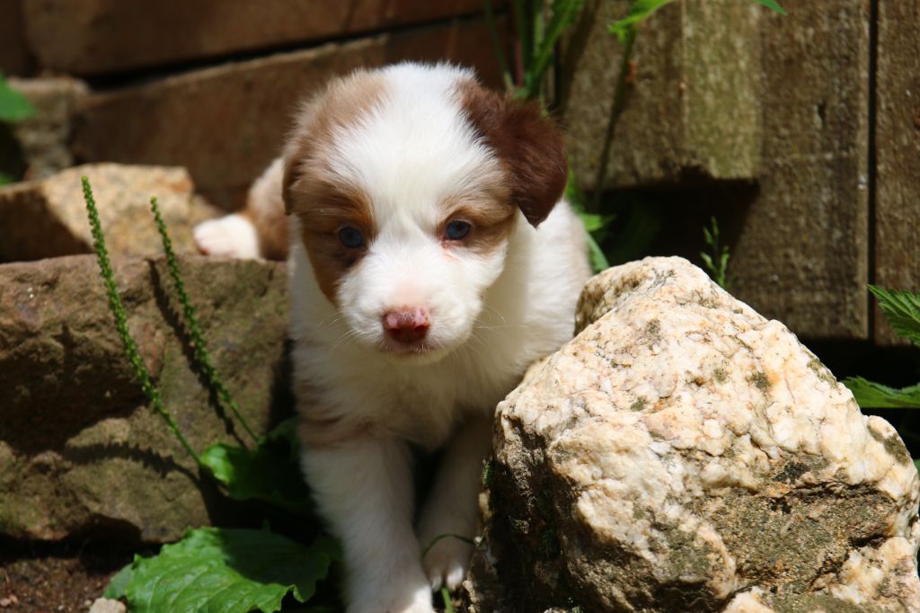 du temple de Palés - Chiots disponibles - Berger Américain Miniature 