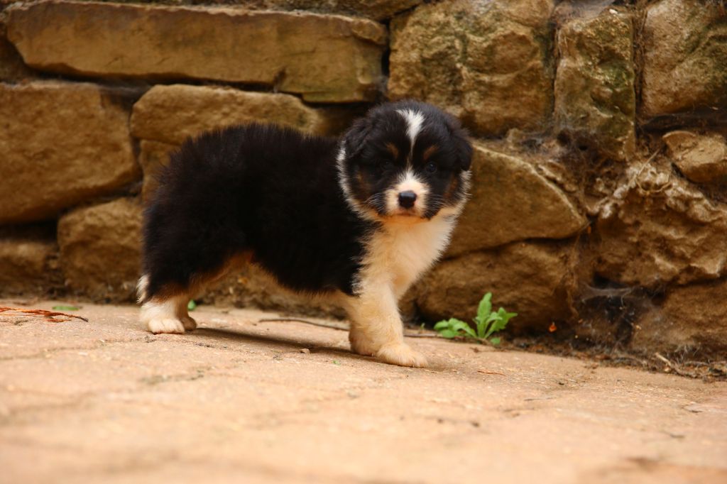 du temple de Palés - Chiots disponibles - Berger Australien