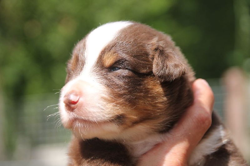 du temple de Palés - Berger Australien - Portée née le 02/08/2015