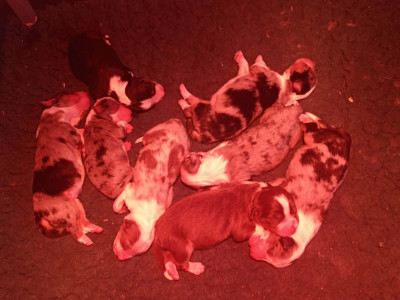 bleu merle