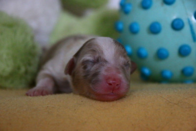 CHIOT 3