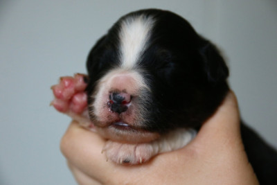 Chiot N°4