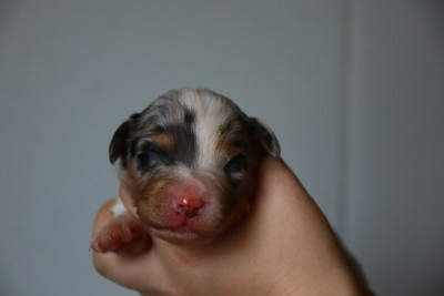 Chiot N°7