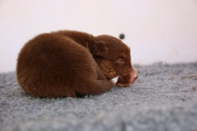 Chiot N°1
