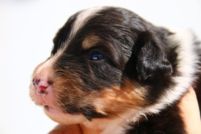 Chiot N°3