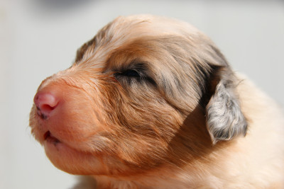Chiot N°5