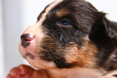 Chiot N°9
