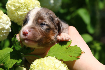 bleu merle