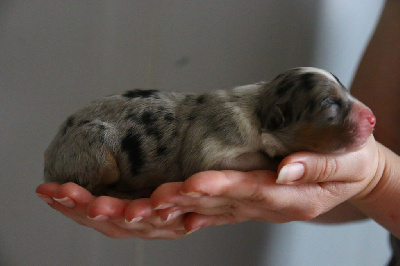 bleue merle
