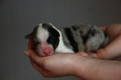 bleu merle 2