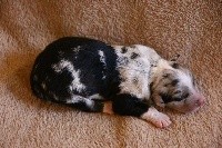 bleu merle