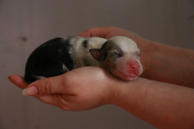 mâle bleu merle