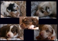 CHIOT