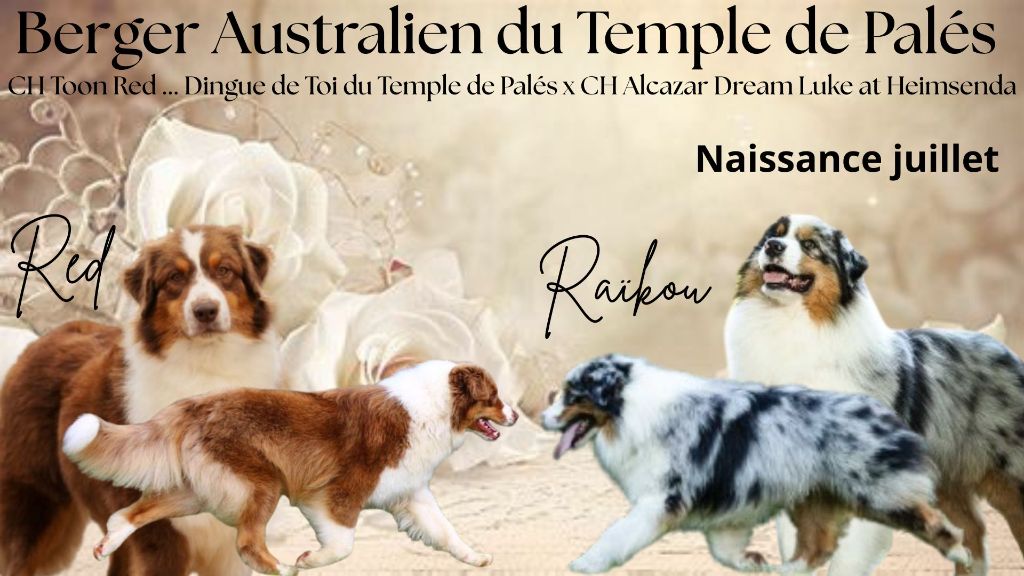 du temple de Palés - Berger Australien - Portée née le 19/07/2025