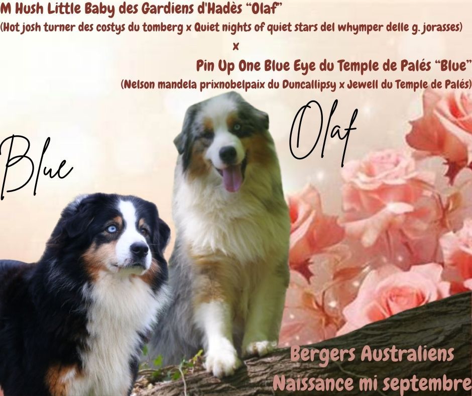 Chiot Berger Australien du temple de Palés