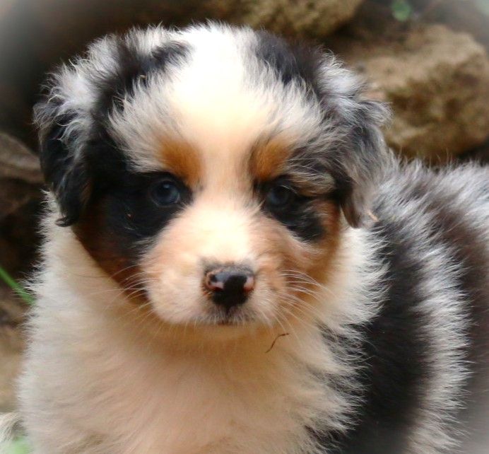 du temple de Palés - Chiots disponibles - Berger Australien