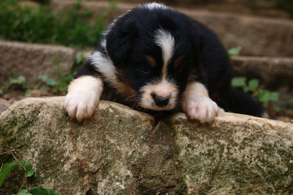 du temple de Palés - Chiots disponibles - Berger Australien