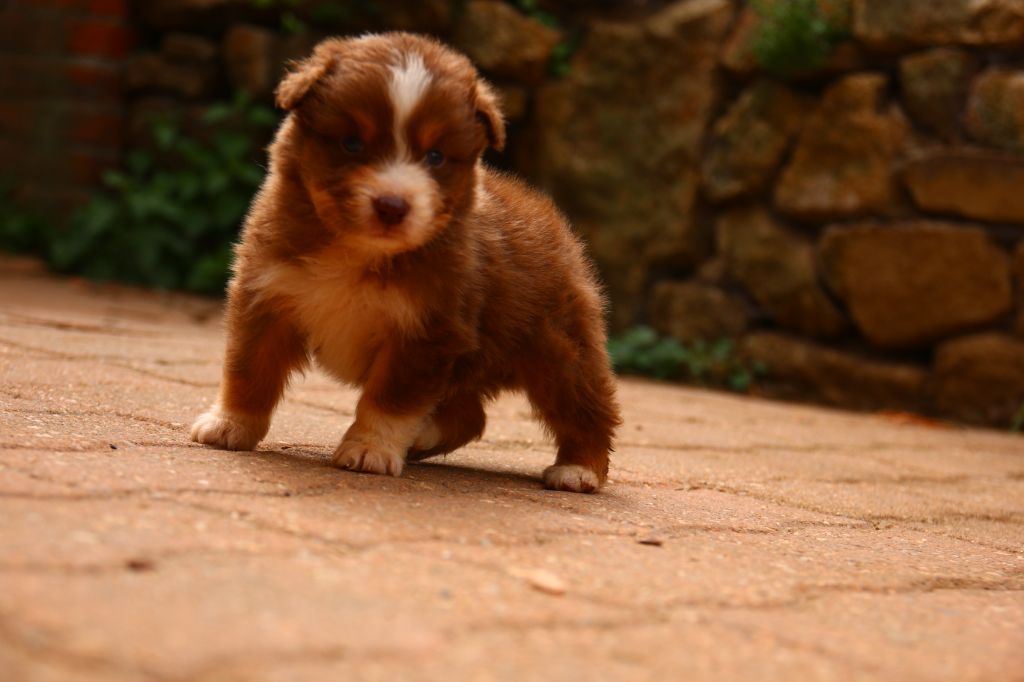 du temple de Palés - Chiots disponibles - Berger Australien