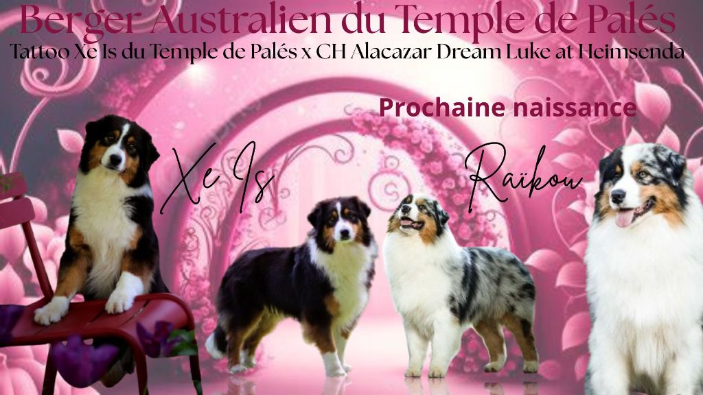 du temple de Palés - Berger Australien - Portée née le 02/07/2025