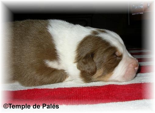 du temple de Palés - Berger Australien - Portée née le 25/05/2011