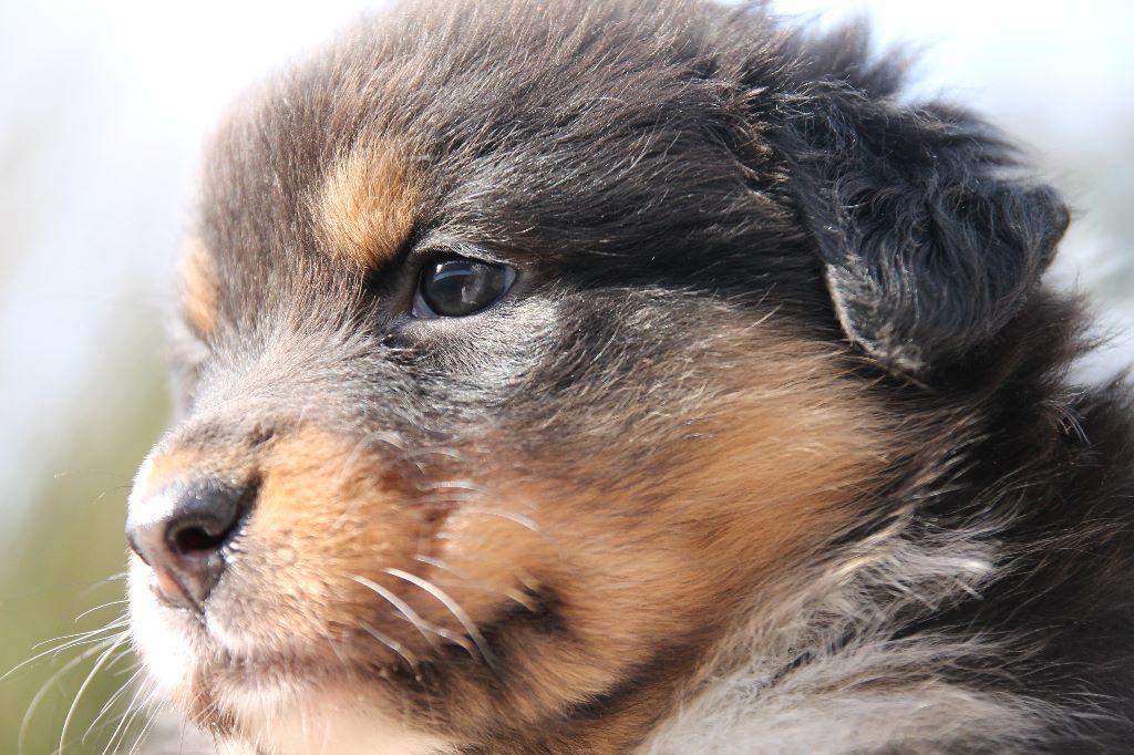 du temple de Palés - Berger Australien - Portée née le 04/02/2017