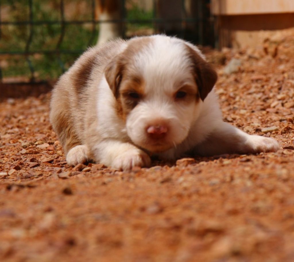 du temple de Palés - Chiots disponibles - Berger Américain Miniature 